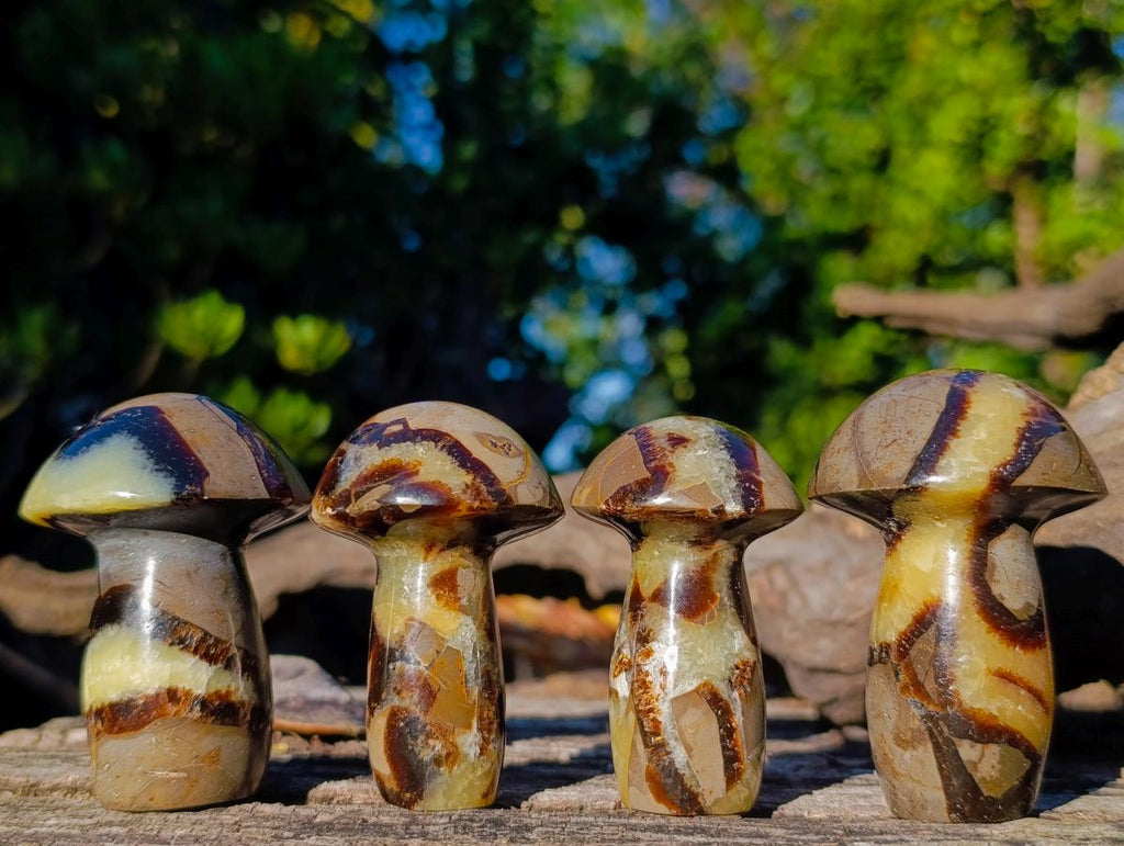 Polished Septerye Mushrooms x 12 From Mahajanga, Madagascar - Toprock Gemstones and Minerals 