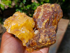 Natural Copal Amber Specimens with Insect and Plant Inclusions x 11 From Lemur Island, Madagascar - Toprock Gemstones and Minerals 