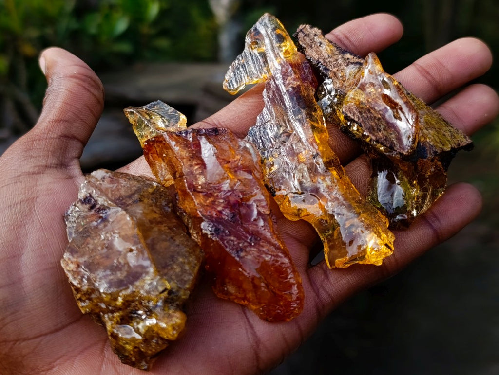 Natural Copal Amber Specimens with Insect and Plant Inclusions x 11 From Lemur Island, Madagascar - Toprock Gemstones and Minerals 