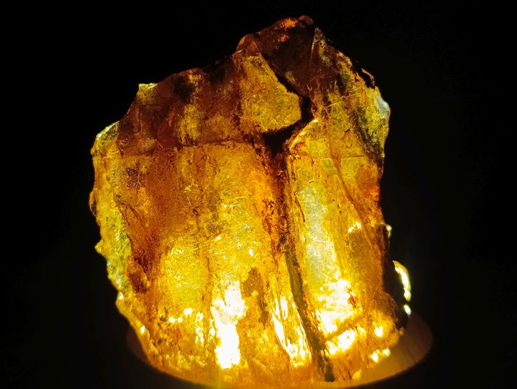Natural Copal Amber Specimens with Insect and Plant Inclusions x 11 From Lemur Island, Madagascar - Toprock Gemstones and Minerals 