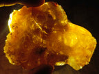 Natural Copal Amber Specimens with Insect and Plant Inclusions x 11 From Lemur Island, Madagascar - Toprock Gemstones and Minerals 