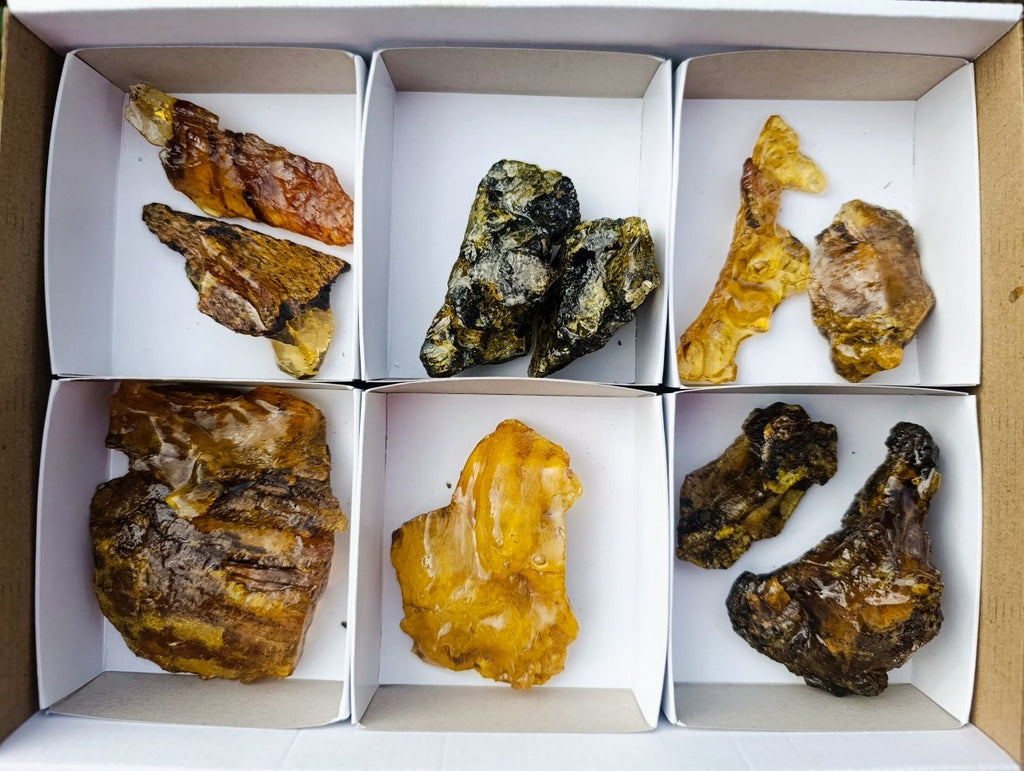 Natural Copal Amber Specimens with Insect and Plant Inclusions x 11 From Lemur Island, Madagascar - Toprock Gemstones and Minerals 
