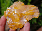 Natural Copal Amber Specimens with Insect and Plant Inclusions x 11 From Lemur Island, Madagascar - Toprock Gemstones and Minerals 
