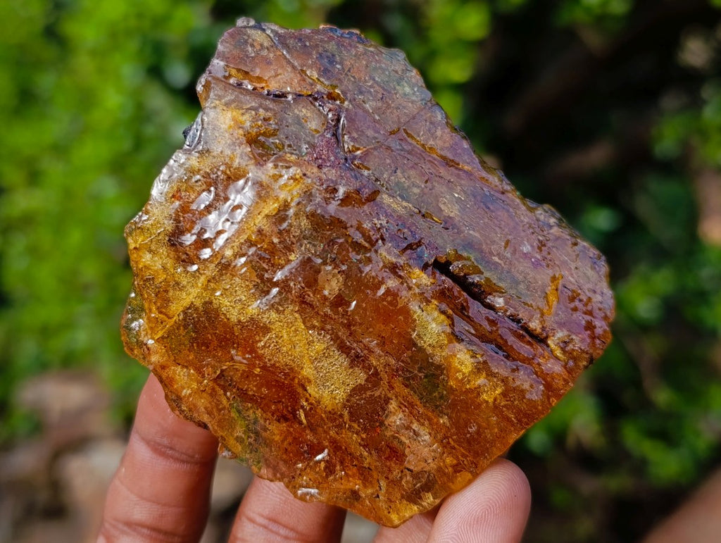 Natural Copal Amber Specimens with Insect and Plant Inclusions x 11 From Lemur Island, Madagascar - Toprock Gemstones and Minerals 