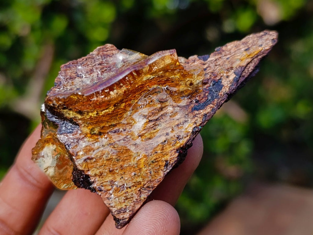 Natural Copal Amber Specimens with Insect and Plant Inclusions x 11 From Lemur Island, Madagascar - Toprock Gemstones and Minerals 
