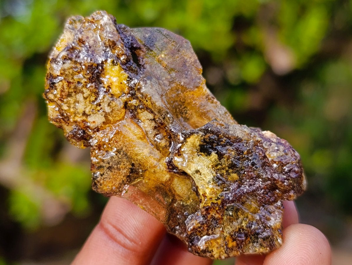 Natural Copal Amber Specimens with Insect and Plant Inclusions x 11 From Lemur Island, Madagascar - Toprock Gemstones and Minerals 