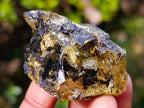 Natural Copal Amber Specimens with Insect and Plant Inclusions x 11 From Lemur Island, Madagascar - Toprock Gemstones and Minerals 