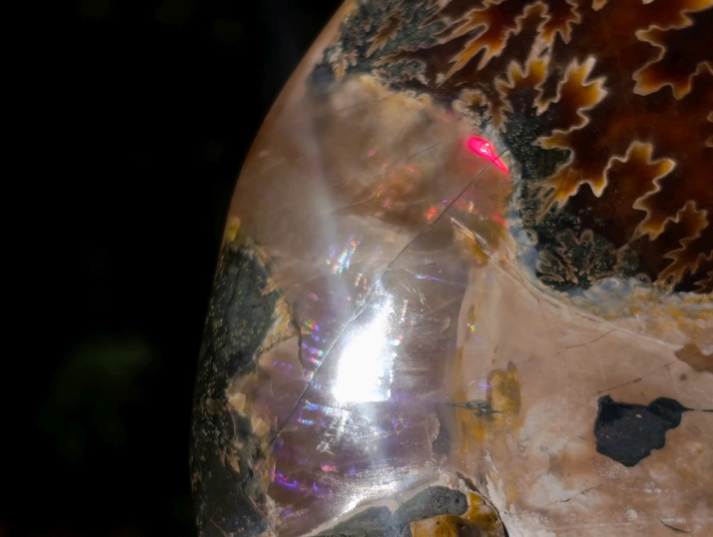 Polished XL Red Ammolite Opalized Cleoniceras Ammonite Fossil x 1 From Tulear, Madagascar - Toprock Gemstones and Minerals 