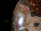 Polished XL Red Ammolite Opalized Cleoniceras Ammonite Fossil x 1 From Tulear, Madagascar - Toprock Gemstones and Minerals 