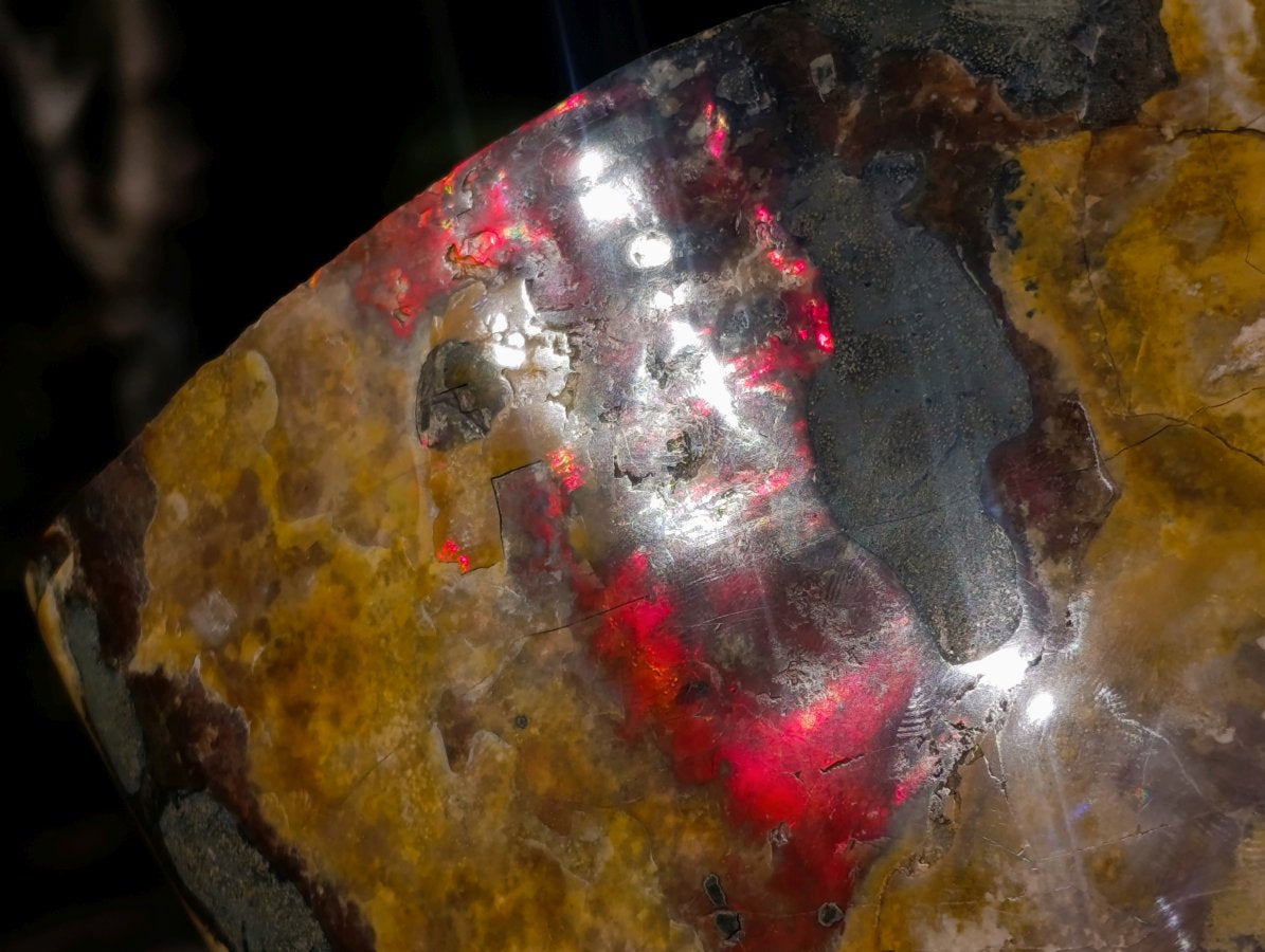 Polished XL Red Ammolite Opalized Cleoniceras Ammonite Fossil x 1 From Tulear, Madagascar - Toprock Gemstones and Minerals 
