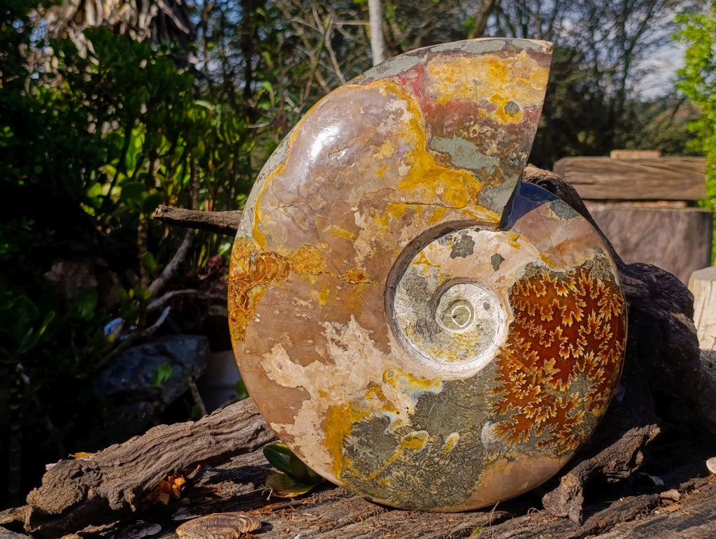Polished XL Red Ammolite Opalized Cleoniceras Ammonite Fossil x 1 From Tulear, Madagascar - Toprock Gemstones and Minerals 