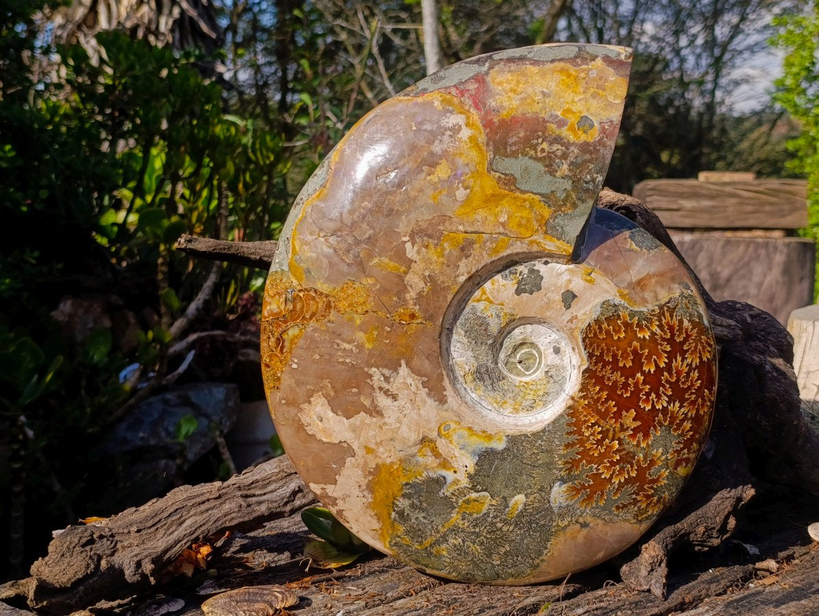 Polished XL Red Ammolite Opalized Cleoniceras Ammonite Fossil x 1 From Tulear, Madagascar - Toprock Gemstones and Minerals 