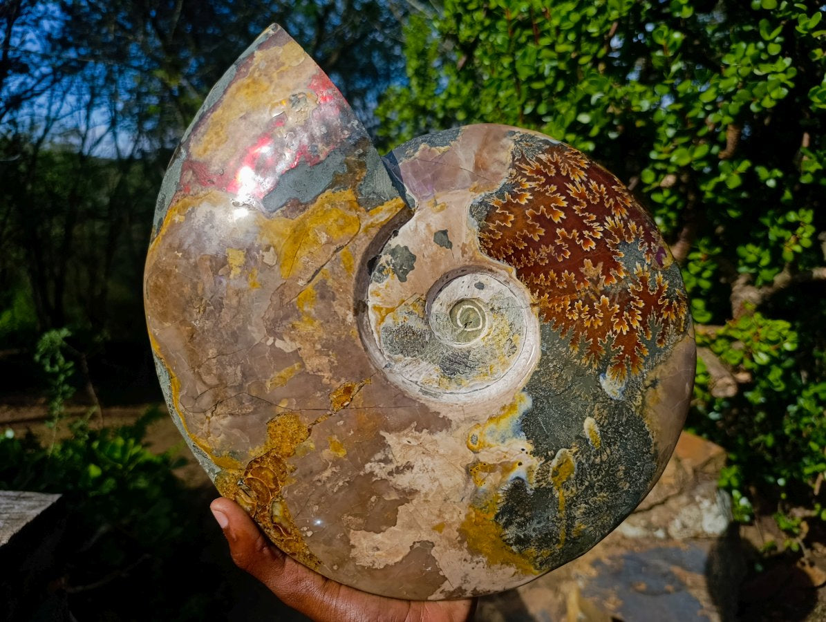 Polished XL Red Ammolite Opalized Cleoniceras Ammonite Fossil x 1 From Tulear, Madagascar - Toprock Gemstones and Minerals 