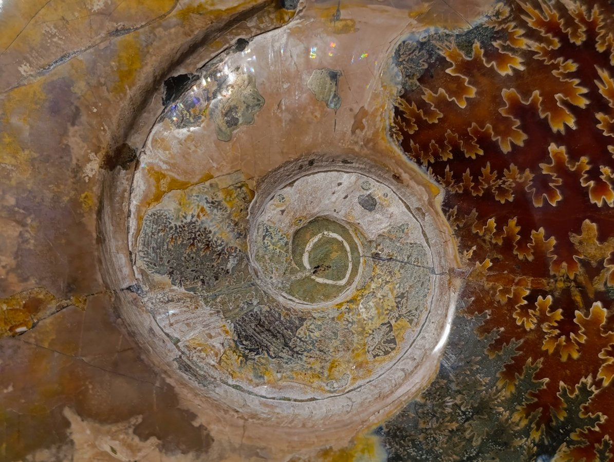 Polished XL Red Ammolite Opalized Cleoniceras Ammonite Fossil x 1 From Tulear, Madagascar - Toprock Gemstones and Minerals 