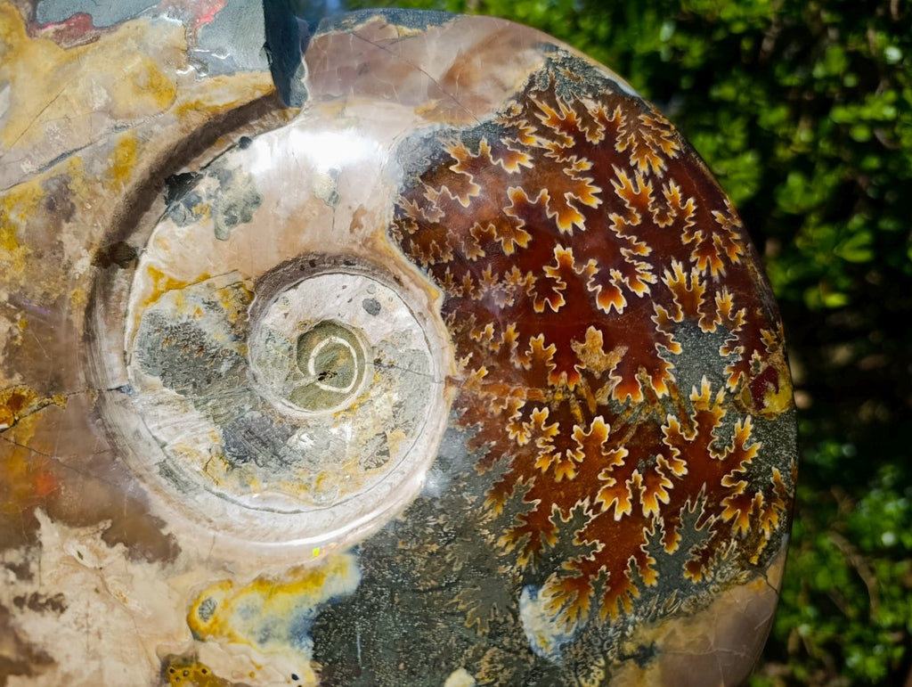Polished XL Red Ammolite Opalized Cleoniceras Ammonite Fossil x 1 From Tulear, Madagascar - Toprock Gemstones and Minerals 