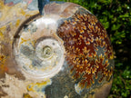 Polished XL Red Ammolite Opalized Cleoniceras Ammonite Fossil x 1 From Tulear, Madagascar - Toprock Gemstones and Minerals 