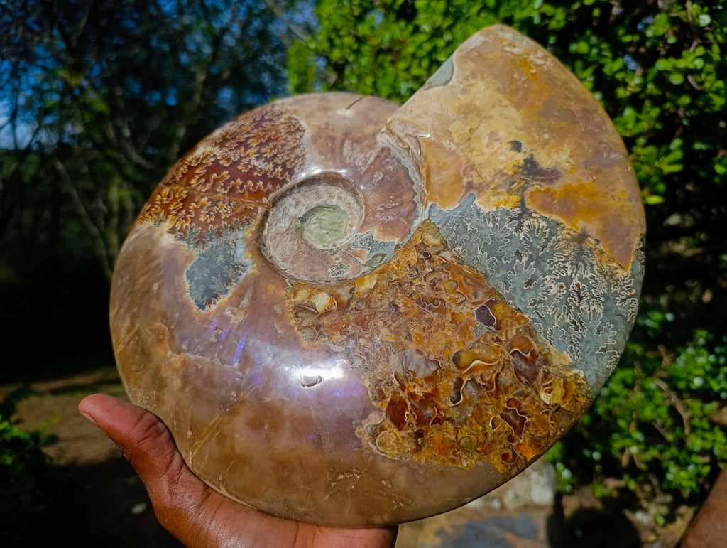 Polished XL Red Ammolite Opalized Cleoniceras Ammonite Fossil x 1 From Tulear, Madagascar - Toprock Gemstones and Minerals 