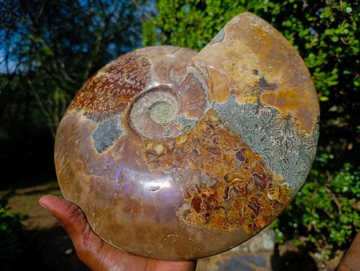 Polished XL Red Ammolite Opalized Cleoniceras Ammonite Fossil x 1 From Tulear, Madagascar - Toprock Gemstones and Minerals 