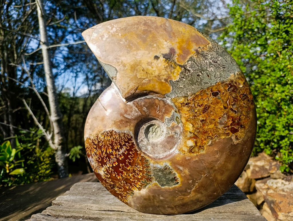 Polished XL Red Ammolite Opalized Cleoniceras Ammonite Fossil x 1 From Tulear, Madagascar - Toprock Gemstones and Minerals 