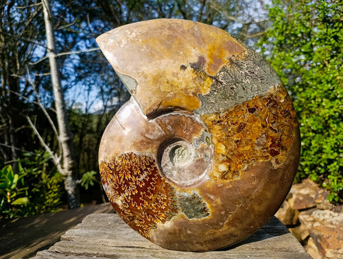 Polished XL Red Ammolite Opalized Cleoniceras Ammonite Fossil x 1 From Tulear, Madagascar - Toprock Gemstones and Minerals 