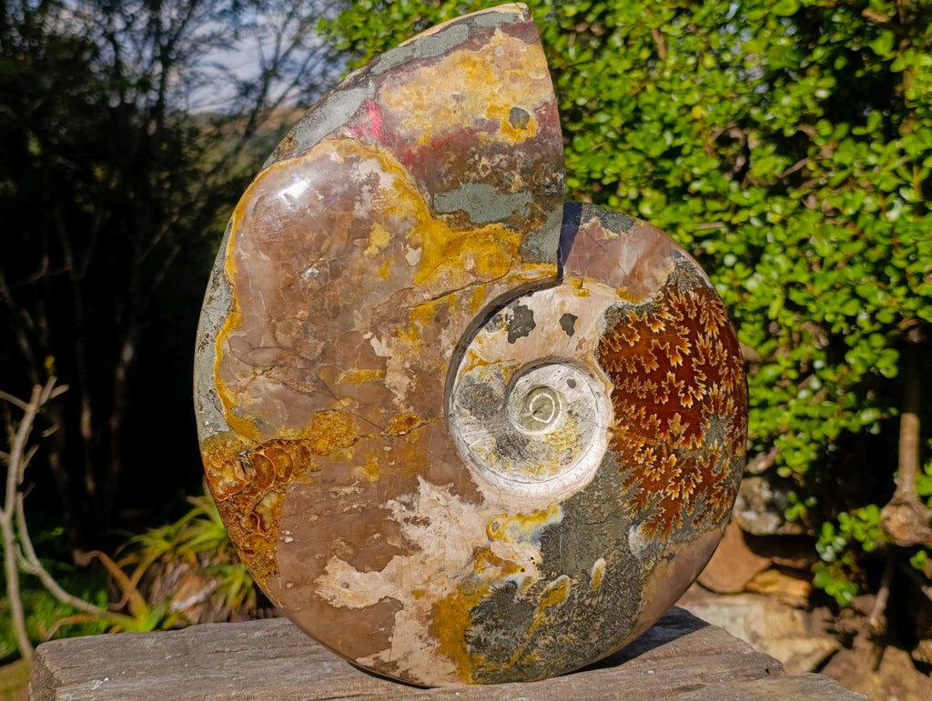 Polished XL Red Ammolite Opalized Cleoniceras Ammonite Fossil x 1 From Tulear, Madagascar - Toprock Gemstones and Minerals 