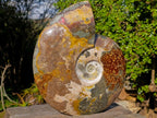 Polished XL Red Ammolite Opalized Cleoniceras Ammonite Fossil x 1 From Tulear, Madagascar - Toprock Gemstones and Minerals 