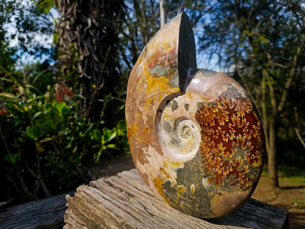 Polished XL Red Ammolite Opalized Cleoniceras Ammonite Fossil x 1 From Tulear, Madagascar - Toprock Gemstones and Minerals 