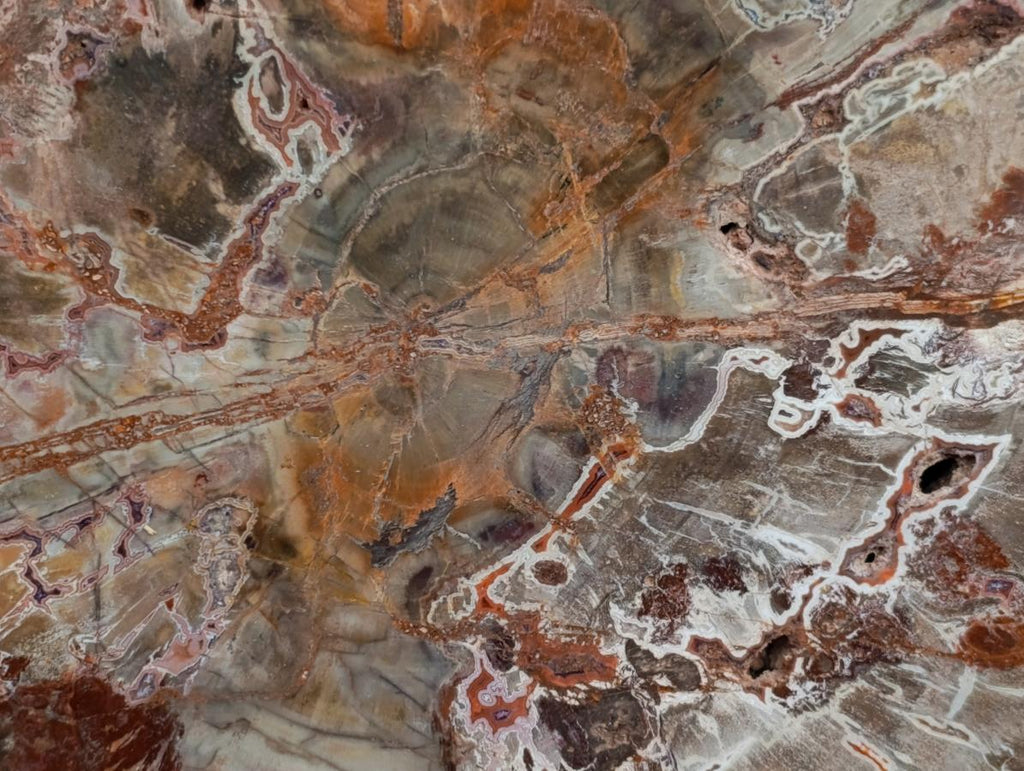 Polished XL Red Podocarpus Petrified Wood Slice x 1 From Marovoay, Madagascar - Toprock Gemstones and Minerals 