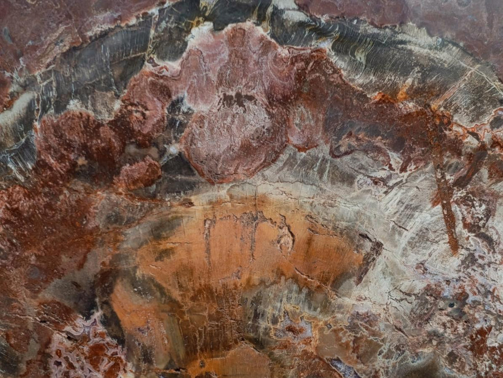 Polished XL Red Podocarpus Petrified Wood Slice x 1 From Marovoay, Madagascar - Toprock Gemstones and Minerals 