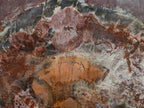 Polished XL Red Podocarpus Petrified Wood Slice x 1 From Marovoay, Madagascar - Toprock Gemstones and Minerals 