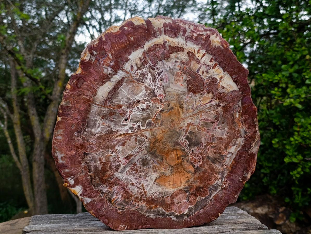 Polished XL Red Podocarpus Petrified Wood Slice x 1 From Marovoay, Madagascar - Toprock Gemstones and Minerals 