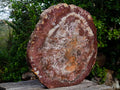 Polished XL Red Podocarpus Petrified Wood Slice x 1 From Marovoay, Madagascar - Toprock Gemstones and Minerals 