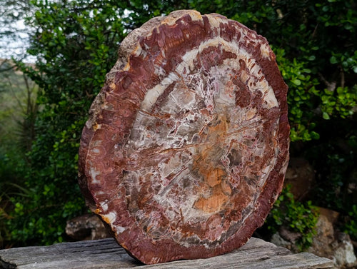 Polished XL Red Podocarpus Petrified Wood Slice x 1 From Marovoay, Madagascar - Toprock Gemstones and Minerals 