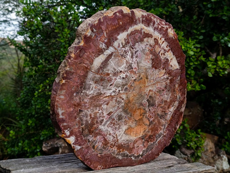Polished XL Red Podocarpus Petrified Wood Slice x 1 From Marovoay, Madagascar - Toprock Gemstones and Minerals 