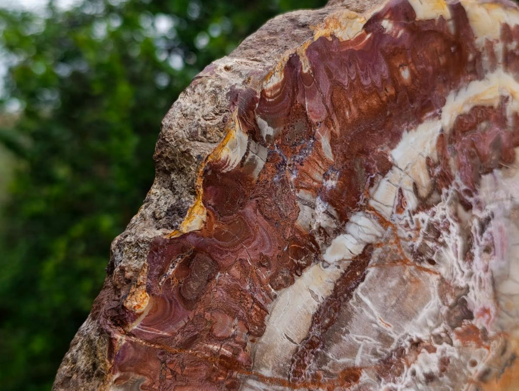 Polished XL Red Podocarpus Petrified Wood Slice x 1 From Marovoay, Madagascar - Toprock Gemstones and Minerals 