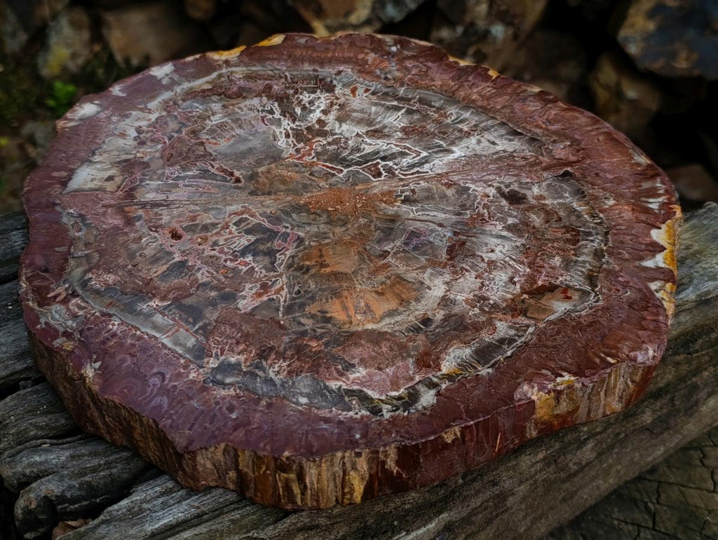 Polished XL Red Podocarpus Petrified Wood Slice x 1 From Marovoay, Madagascar - Toprock Gemstones and Minerals 