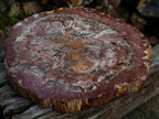 Polished XL Red Podocarpus Petrified Wood Slice x 1 From Marovoay, Madagascar - Toprock Gemstones and Minerals 