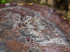 Polished XL Red Podocarpus Petrified Wood Slice x 1 From Marovoay, Madagascar - Toprock Gemstones and Minerals 