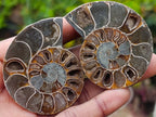 Polished Cleoniceras Opalized Ammonite Fossil Pairs x 12 From Tulear, Madagascar - Toprock Gemstones and Minerals 