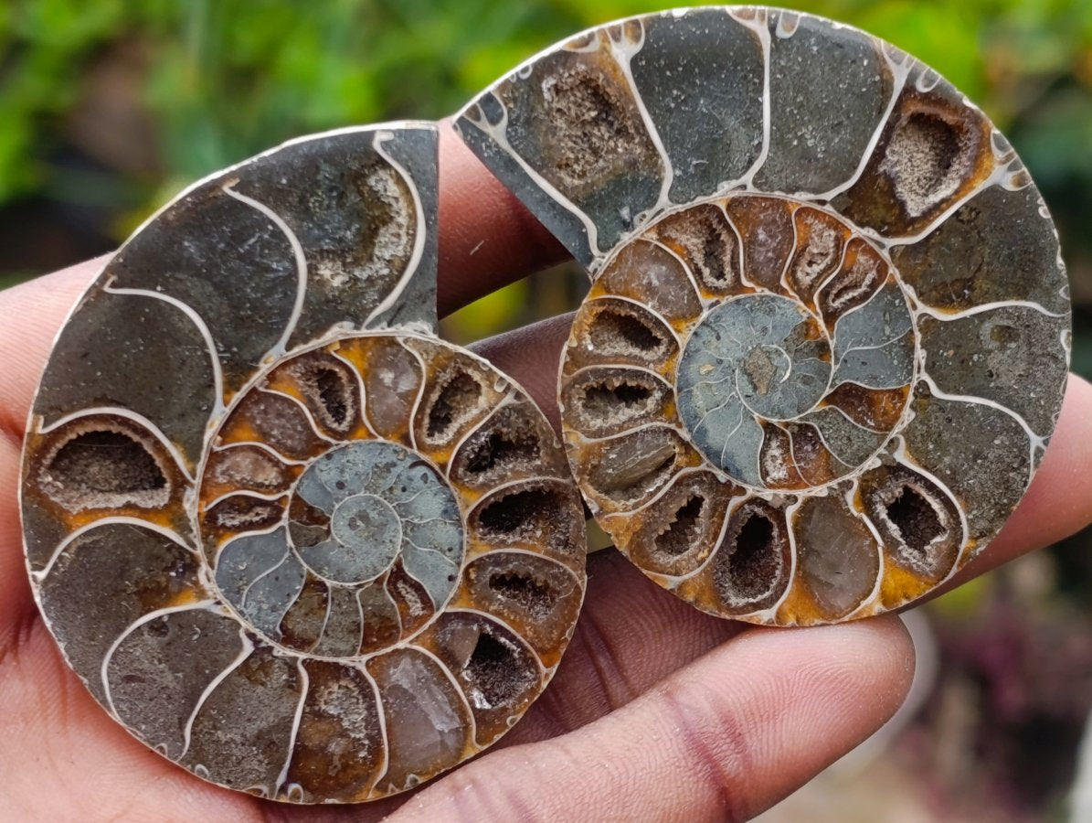 Polished Cleoniceras Opalized Ammonite Fossil Pairs x 12 From Tulear, Madagascar - Toprock Gemstones and Minerals 
