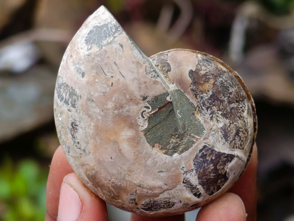 Polished Cleoniceras Opalized Ammonite Fossil Pairs x 12 From Tulear, Madagascar - Toprock Gemstones and Minerals 
