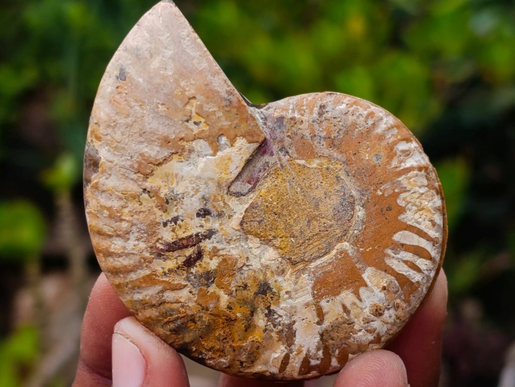 Polished Cleoniceras Opalized Ammonite Fossil Pairs x 12 From Tulear, Madagascar - Toprock Gemstones and Minerals 