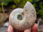 Polished Cleoniceras Opalized Ammonite Fossil Pairs x 12 From Tulear, Madagascar - Toprock Gemstones and Minerals 