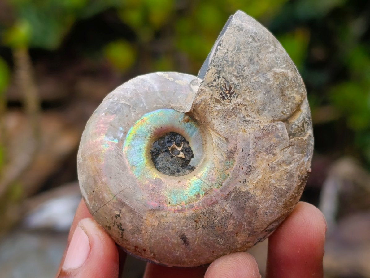 Polished Cleoniceras Opalized Ammonite Fossil Pairs x 12 From Tulear, Madagascar - Toprock Gemstones and Minerals 