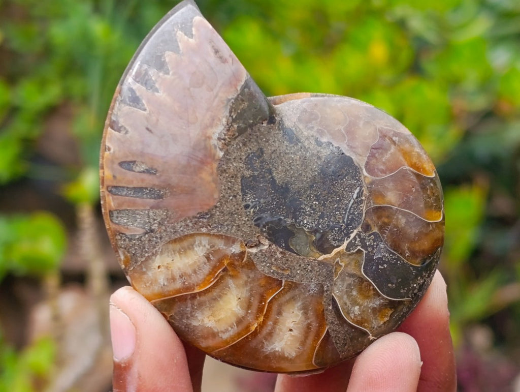 Polished Cleoniceras Opalized Ammonite Fossil Pairs x 12 From Tulear, Madagascar - Toprock Gemstones and Minerals 