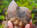 Polished Cleoniceras Opalized Ammonite Fossil Pairs x 12 From Tulear, Madagascar - Toprock Gemstones and Minerals 