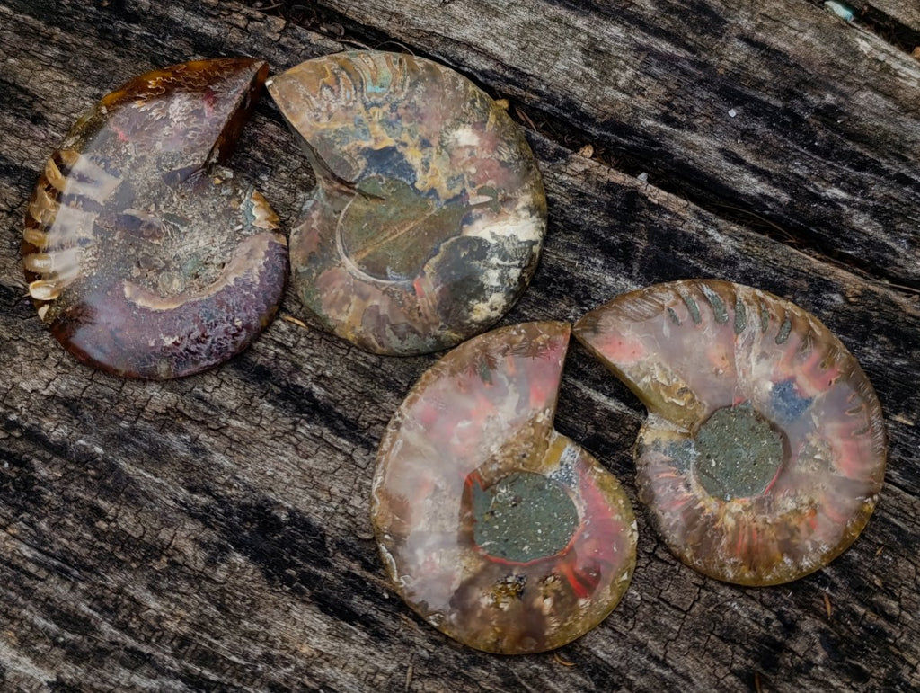 Polished Cleoniceras Opalized Ammonite Fossil Pairs x 12 From Tulear, Madagascar - Toprock Gemstones and Minerals 