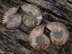 Polished Cleoniceras Opalized Ammonite Fossil Pairs x 12 From Tulear, Madagascar - Toprock Gemstones and Minerals 