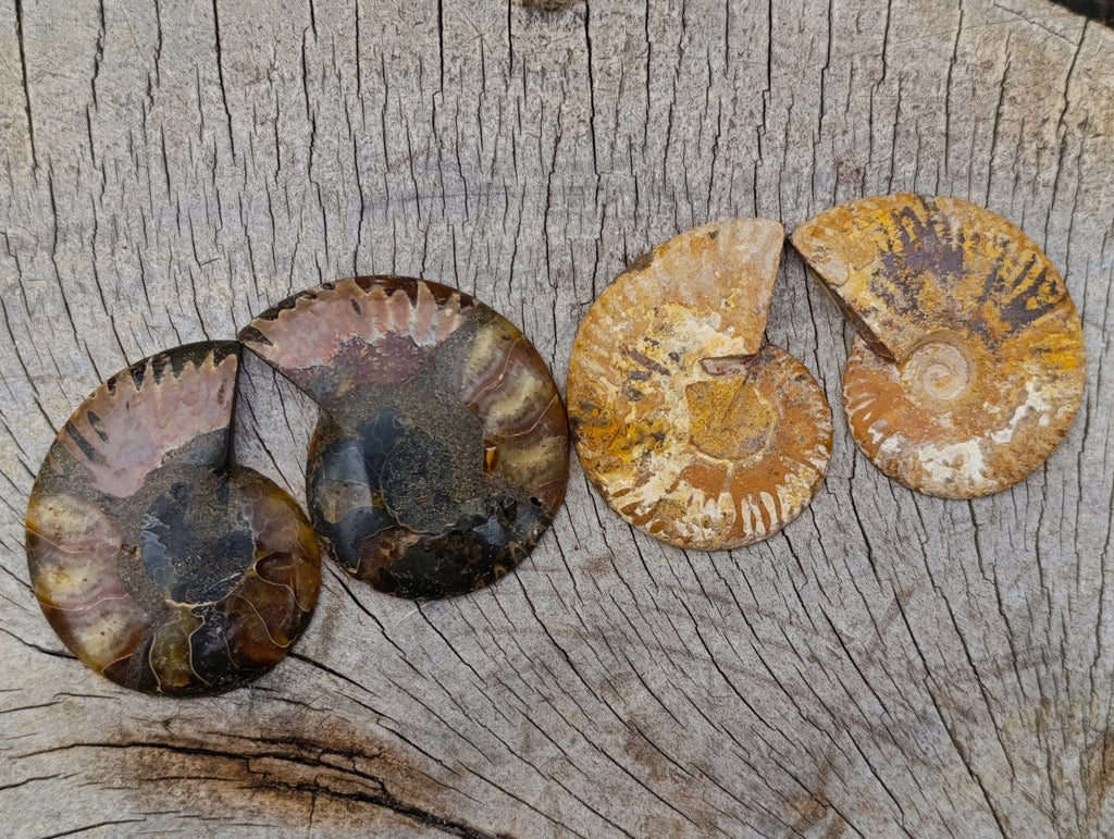 Polished Cleoniceras Opalized Ammonite Fossil Pairs x 12 From Tulear, Madagascar - Toprock Gemstones and Minerals 