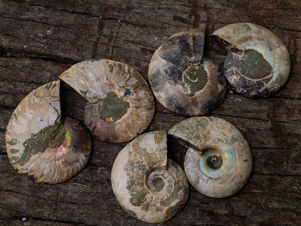 Polished Cleoniceras Opalized Ammonite Fossil Pairs x 12 From Tulear, Madagascar - Toprock Gemstones and Minerals 